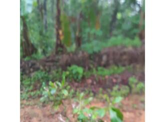 Residential Land for Sale in Idukki, Kattappana, Kattapana, Idukki kavala, Kallukunnu