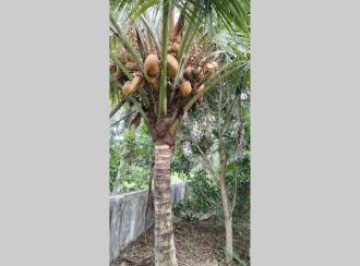 Residential Land for Sale in Ernakulam, Mulanthuruthy, Mulanthuruthy, MGM NAGAR Mulanthuruthy Perumbilly Road