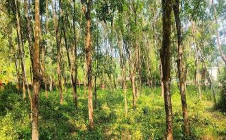 Residential Land for Sale in Kottayam, Ettumanoor, Kanakkary, Nambiyarkulam