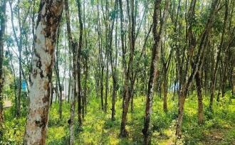 Residential Land for Sale in Kottayam, Ettumanoor, Kanakkary, Nambiyarkulam