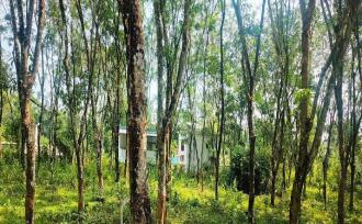 Residential Land for Sale in Kottayam, Ettumanoor, Kanakkary, Nambiyarkulam
