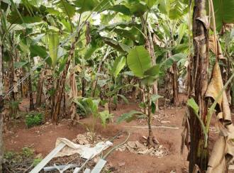 Residential Land for Sale in Trivandrum, Balaramapuram, Balaramapuram, Thempamuttam