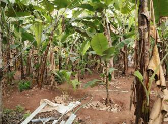 Residential Land for Sale in Trivandrum, Balaramapuram, Balaramapuram, Thempamuttam