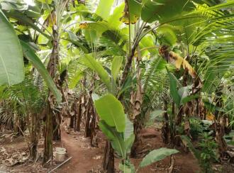 Residential Land for Sale in Trivandrum, Balaramapuram, Balaramapuram, Thempamuttam