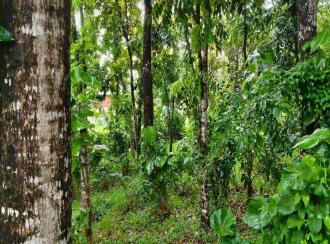 Residential Land for Sale in Thrissur, Koratty, Chirangara, Near Perumbi Sugathi Road, Perumbi