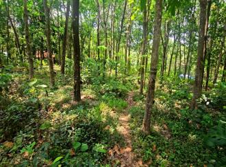 Residential Land for Sale in Kollam, Ayoor, Ayoor, Ambalamkunnu and pooyapally
