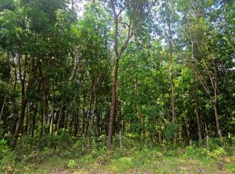 Residential Land for Sale in Kollam, Ayoor, Ayoor, Ambalamkunnu and pooyapally