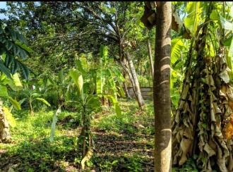 വാസയോഗ്യമായ ഭൂമി വില്പനയ്ക്ക് എറണാകുളം, Aluva, Alangad