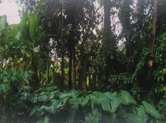 Residential Land for Sale in Kottayam, Kottayam town, Mariyappally, Muttam
