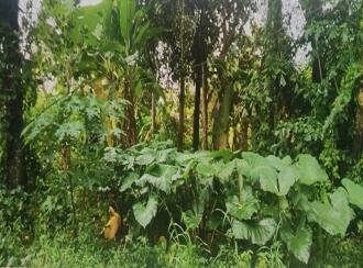 Residential Land for Sale in Kottayam, Kottayam town, Mariyappally, Muttam