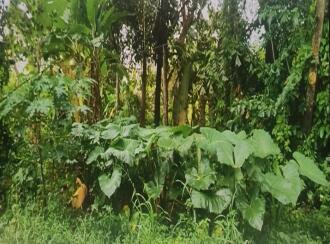 Residential Land for Sale in Kottayam, Kottayam town, Mariyappally, Muttam