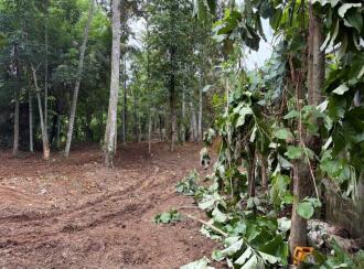 Residential Land for Sale in Trivandrum, Nedumangad, Palode