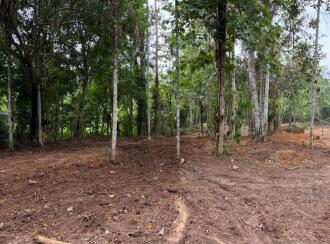 Residential Land for Sale in Trivandrum, Nedumangad, Palode
