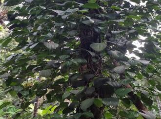 Residential House Villa for Sale in Thrissur, Irinjalakuda, Edathiruthy, Edathiruthy