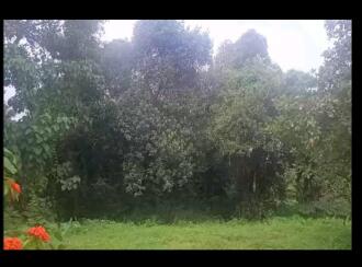 Residential Land for Sale in Ernakulam, Aluva, Kizhakkumbhagom, PARAPPURAM, NEAR THIRUNARAYANAPURAM TEMPLE PARAPPURAM VALLAM KADAV ROAD
