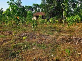 Agricultural Land for Sale in Palakkad, Palakkad, Olavakkode, Lead College of Mangement