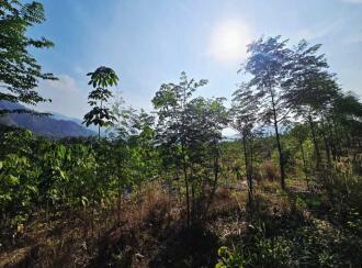 Agricultural Land for Sale in Palakkad, Palakkad, Olavakkode, Lead College of Mangement