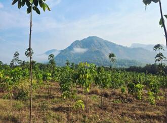 Agricultural Land for Sale in Palakkad, Palakkad, Olavakkode, Lead College of Mangement