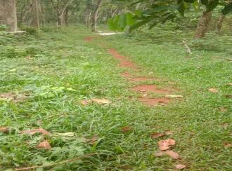 Residential Land for Sale in Kottayam, Karukachal, Champakkara, Asramampadi