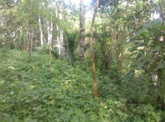 Residential Land for Sale in Kottayam, Karukachal, Champakkara, Asramampadi