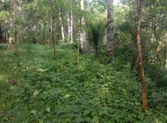 Residential Land for Sale in Kottayam, Karukachal, Champakkara, Asramampadi