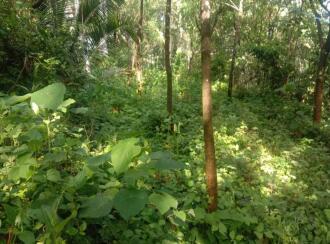 Residential Land for Sale in Kottayam, Karukachal, Champakkara, Asramampadi