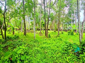 Commercial Land for Sale in Alleppey, Kayamkulam, Kattanam, Thazhava Mukku Junction
