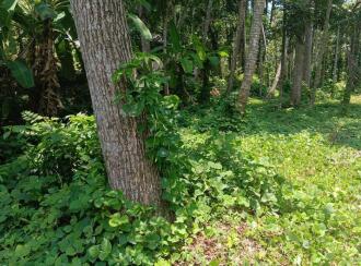 Residential Land for Sale in Trivandrum, Vattappara, Kuttiyani