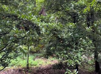 Residential Land for Sale in Thrissur, Kodakara, Vasupuram