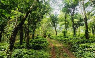 Agricultural Land for Sale in Kannur, Nedumpoil, Vekkalam, https://maps.app.goo.gl/74KTi1REy1AdJccX6