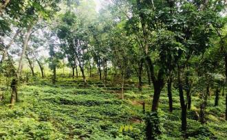 Agricultural Land for Sale in Kannur, Nedumpoil, Vekkalam, https://maps.app.goo.gl/74KTi1REy1AdJccX6