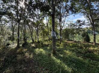 Residential Land for Sale in Pathanamthitta, Ranni, Makkapuzha