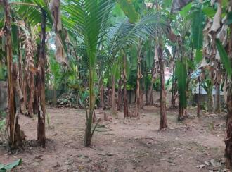 Residential Land for Sale in Alleppey, Chengannur, Chengannur town, Yamuna Nagar