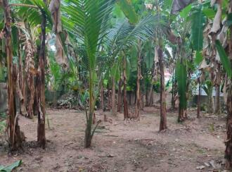 Residential Land for Sale in Alleppey, Chengannur, Chengannur town, Yamuna Nagar