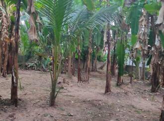 Residential Land for Sale in Alleppey, Chengannur, Chengannur town, Yamuna Nagar