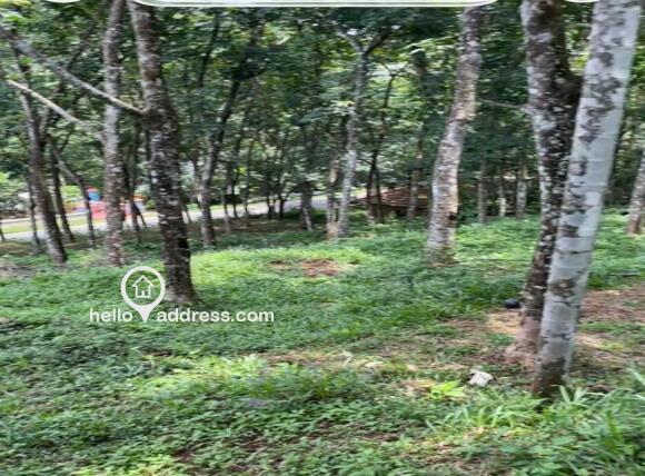 കൃഷി ഭൂമി വില്പനയ്ക്ക് 