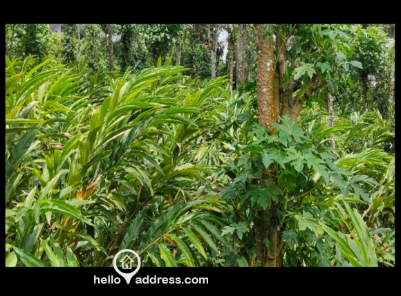 Commercial Land for Sale