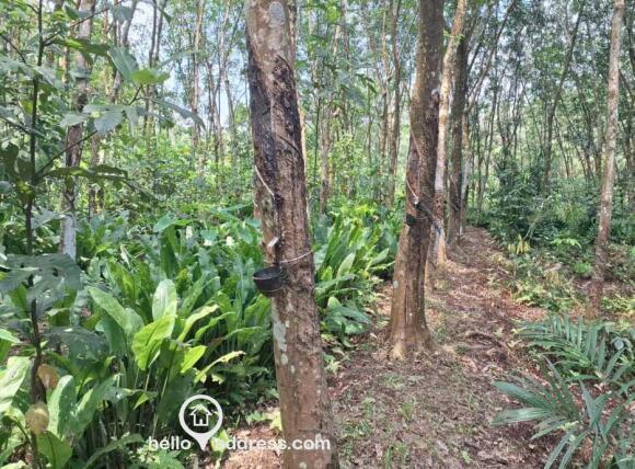 Agricultural Land for Sale