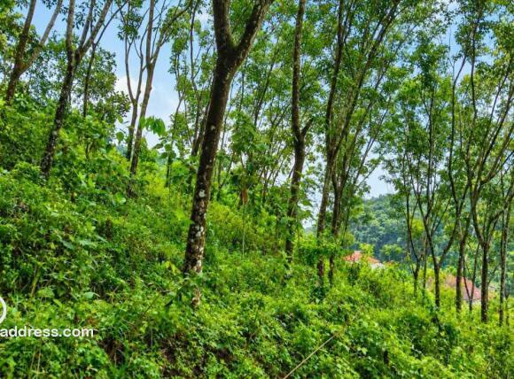 Agricultural Land for Sale
