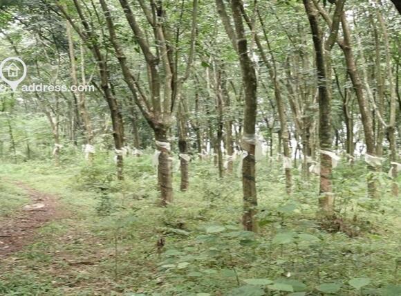 Agricultural Land for Sale