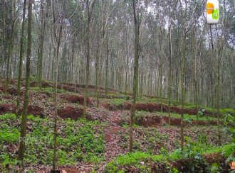 Residential Land for Sale in Pathanamthitta, Kozhencherry, Kadamanitta