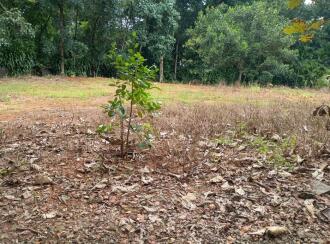 Residential Land for Sale in Kottayam, Pala, Cherpunkal