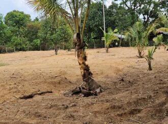 Residential Land for SaleTrivandrum, Thiruvananthapuram, Murukkumpuzha