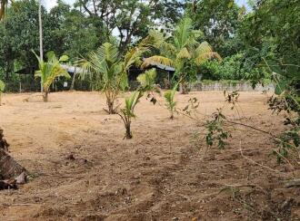 Residential Land for Sale in Trivandrum, Thiruvananthapuram, Murukkumpuzha, Murukkumpuzha