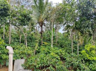 Residential Land for Sale in Wayanad, Mananthavady, Payyampalli, Cheroor. Mele 54 mile - Kurukkanmoola road, Near Cheroor colony