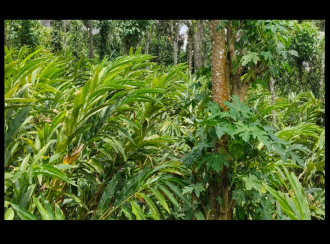 Commercial Land for Sale in Idukki, Udumbanchola, Karunapuram