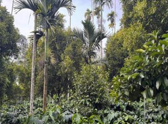 Residential House Villa for Sale in Wayanad, Meenangadi, Meenangadi, Meenangadi