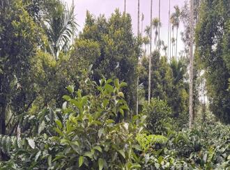 Residential House Villa for Sale in Wayanad, Meenangadi, Meenangadi, Meenangadi