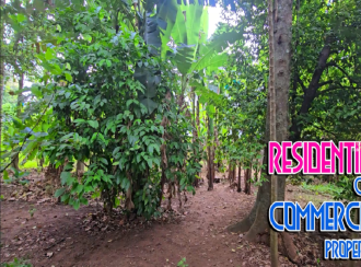 Residential Land for Sale in Kottayam, Changanassery, Changanassery, masjid road near st thomas orthodox chruch