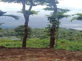 Commercial Land for Sale in Wayanad, Kalpetta, Meppadi, Kappam Kolli